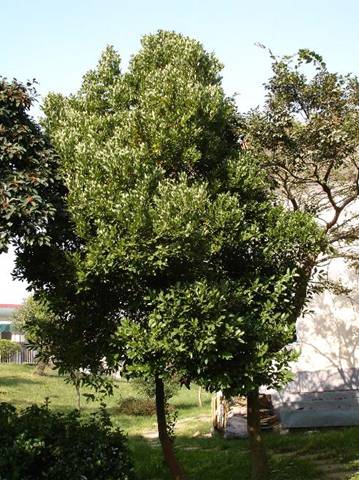 http://www.zslk.com.cn/putuozhang.JPG