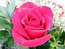 http://tbn2.google.com/images?q=tbn:L-M-K1B9kn7SyM:http://media.dailyprogress.com/dailyprogress/images/snap/rose3sharp_medium.jpg