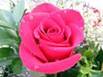 http://tbn2.google.com/images?q=tbn:L-M-K1B9kn7SyM:http://media.dailyprogress.com/dailyprogress/images/snap/rose3sharp_medium.jpg